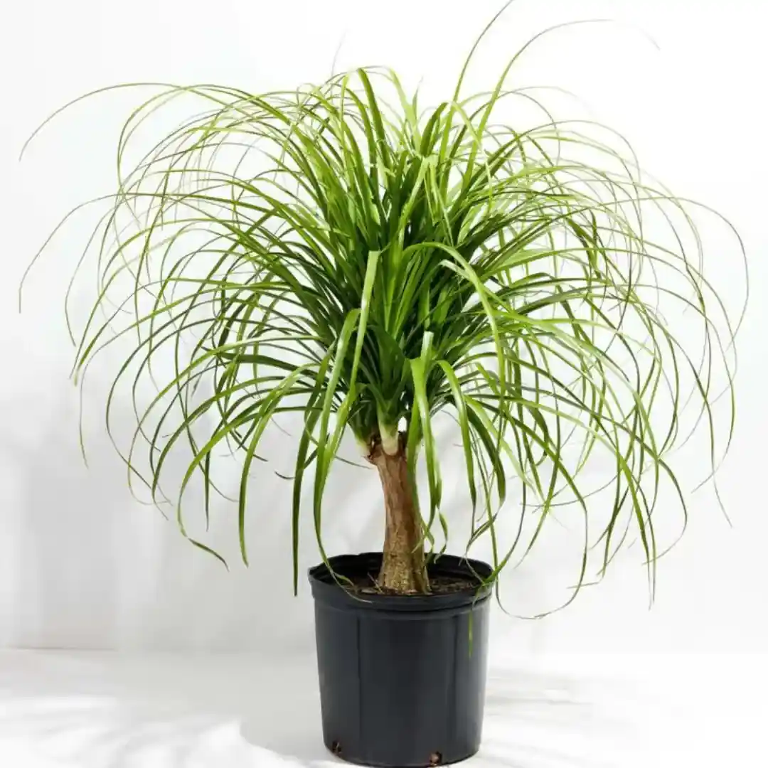 Nolino palm